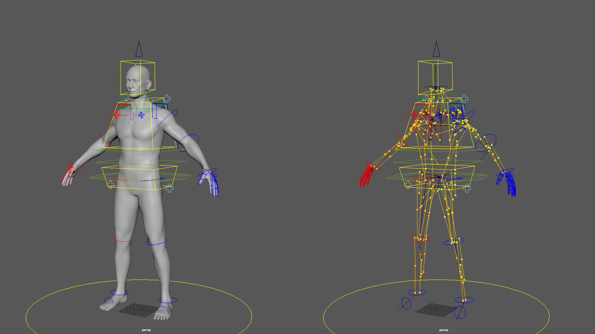 Human Rig
